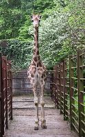 Manu se zabydluje v novém domově v jihlavské zoo