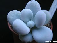 Pachyphytum oviferum, www.tbsg.net