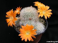 Aylostera muscula, zdroj: www.tbsg.net