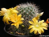 Rebutia glomeriseta, zdroj: www.tbsg.net