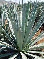 Agave tequilana Weber 