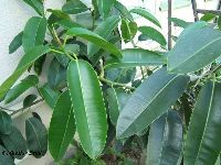 Ficus elastica