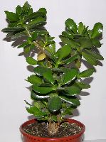 Crassula ovata (Mill.)