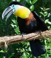 Tukan vrubozobý Tukan vrubozobý