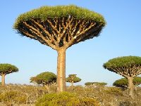 sokotra